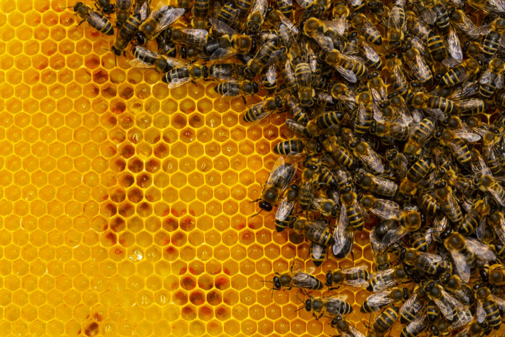 The Importance of Bee Conservation