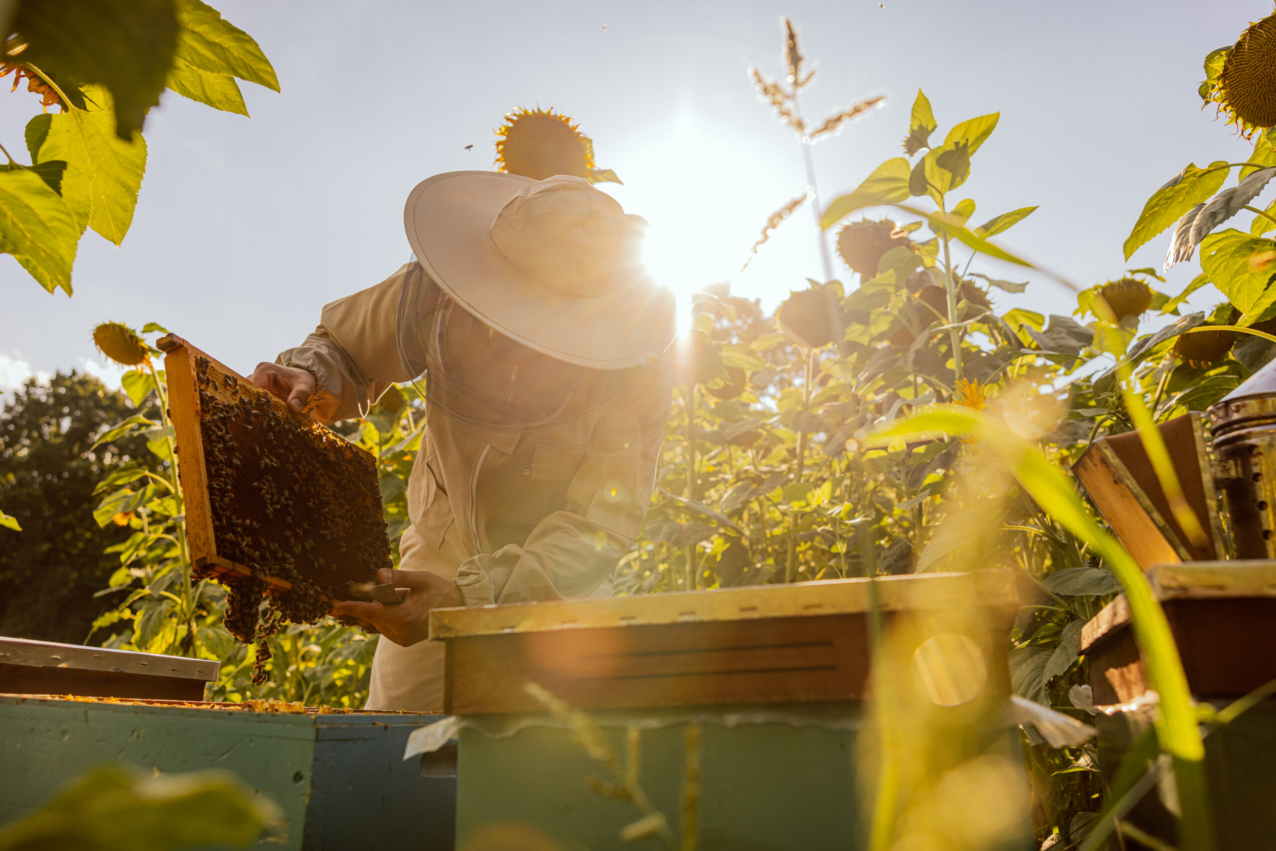 beekeeper equipment