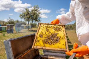 local honey