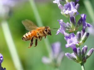 the importance of bees